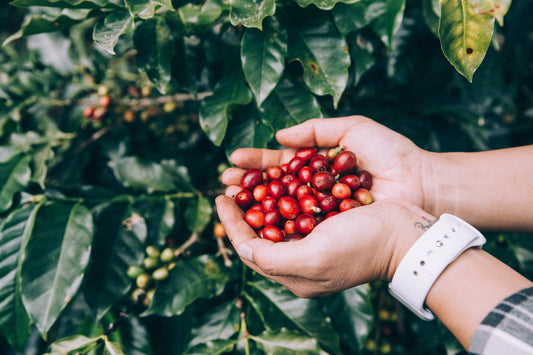 The Single-Origin vs. Blends Debate: A Flavorful Journey for Coffee Connoisseurs